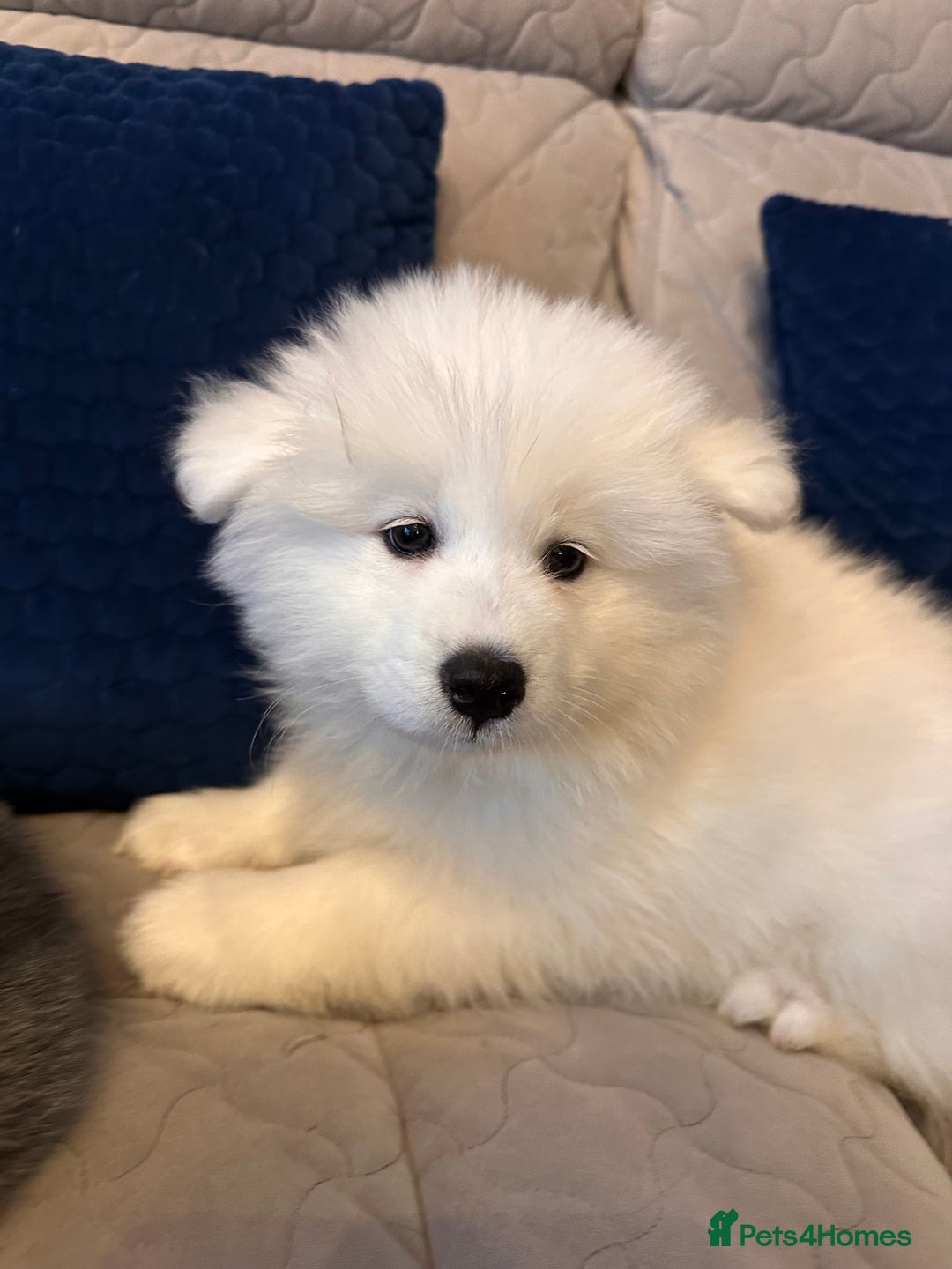 Samoyed dogs for sale: Samoyed Puppies — Ready for Their New Homes Now! - Advert 1