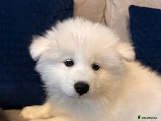 Samoyed dogs Samoyed Puppies — Ready for Their New Homes Now! - Advert 4
