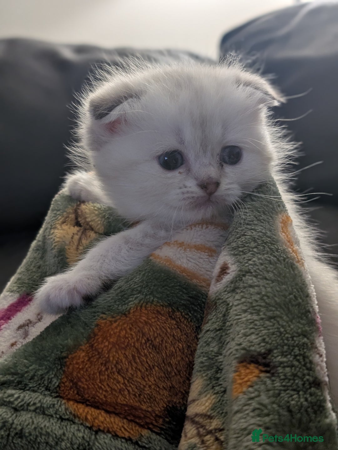 Mixed Breed cats for sale: Scottish Fold x Ragdoll Kitten - Advert 9