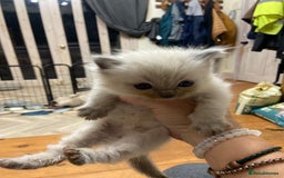 Ragdoll cats for sale: Beautiful Blue Point Ragdoll kittens - Image 21