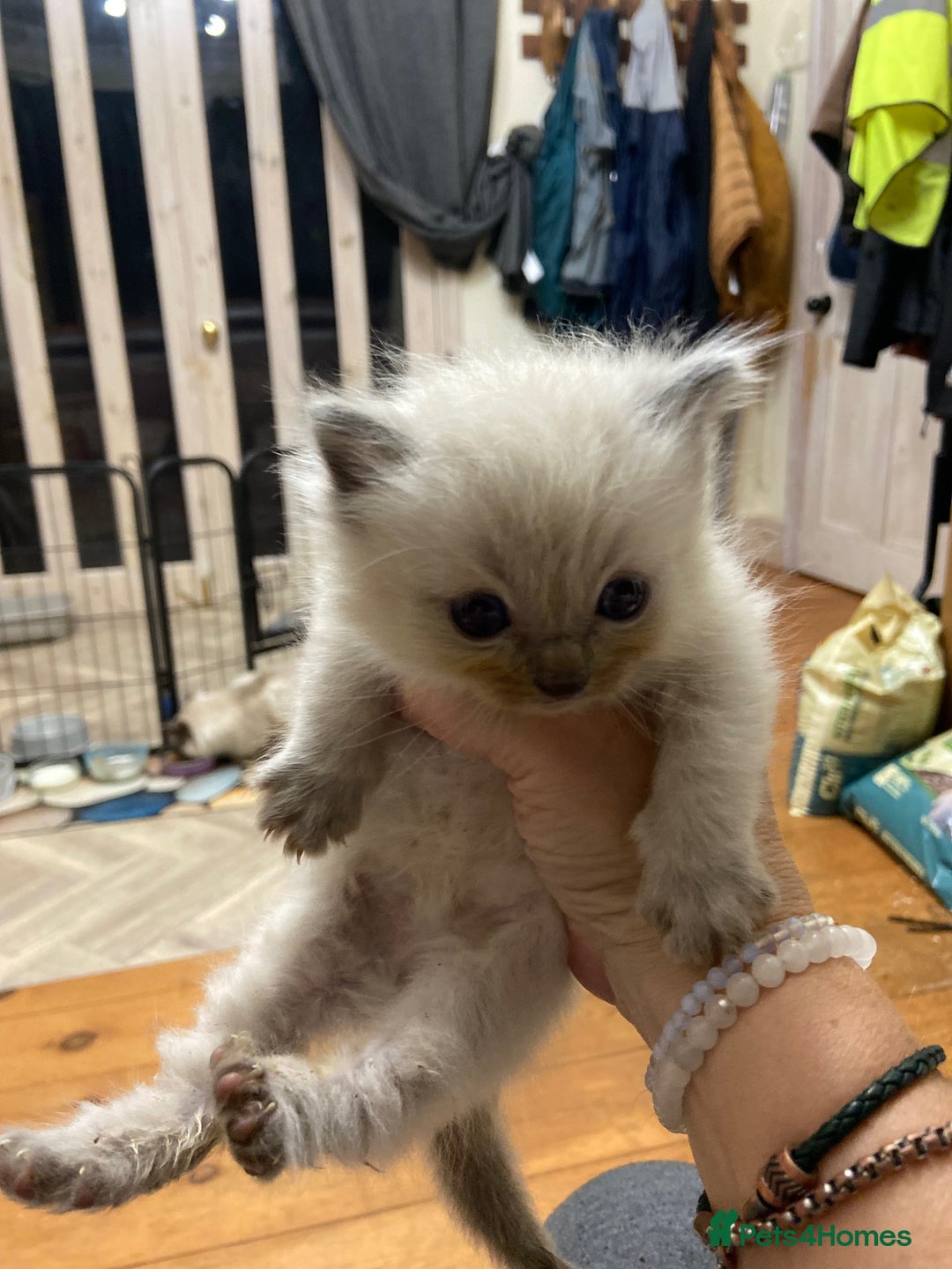 Ragdoll cats for sale: Beautiful Blue Point Ragdoll kittens - Image 21