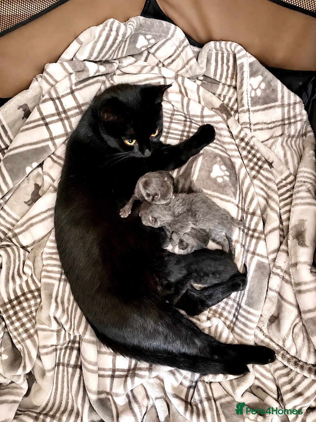 Mixed Breed cats Four fluffy mixed breed blue/grey kittens - Advert 1