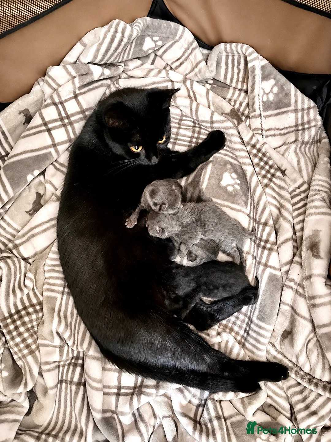 Mixed Breed cats for sale: Four fluffy mixed breed blue/grey kittens - Advert 1