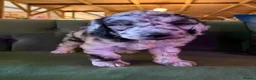 Sheepadoodle dogs for sale: Sheepadoodle Puppies Available  - Advert 19