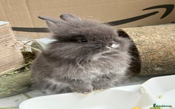 Lionhead rabbits for sale: Teddy Double & Single Lionhead Price starts at £35 - Image 25