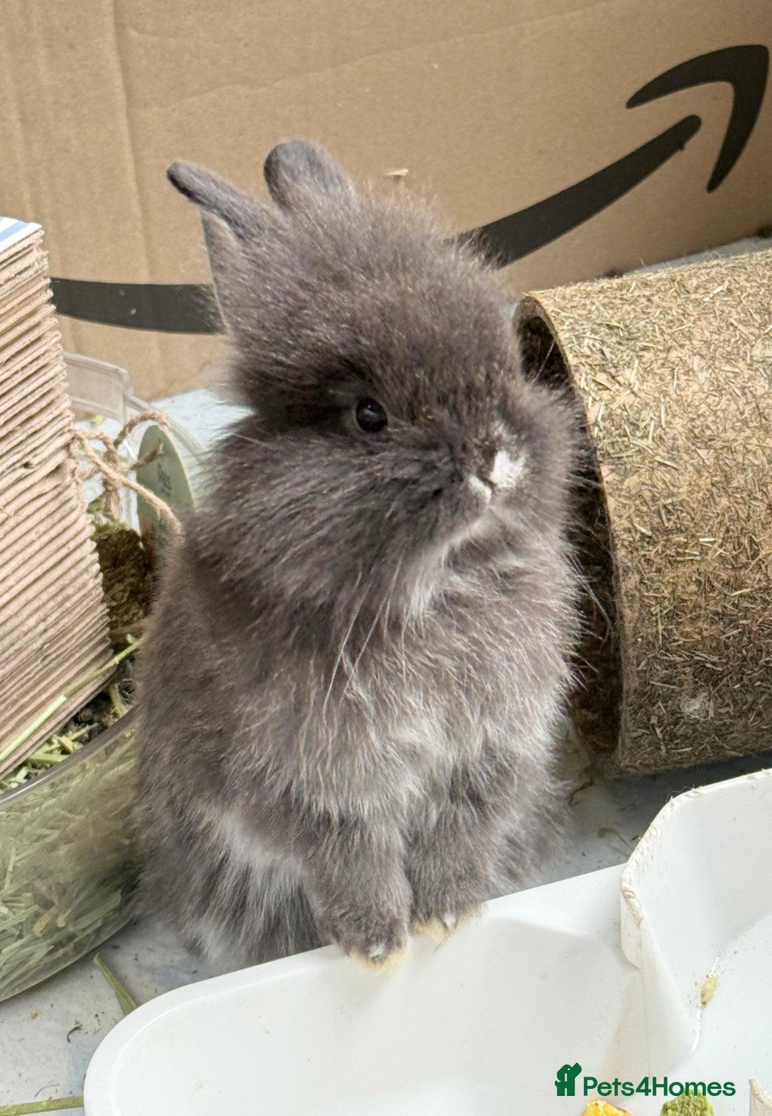 Lionhead rabbits for sale: Teddy Double & Single Lionhead Price starts at £35 - Image 25