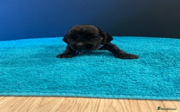 Cocker Spaniel dogs for sale: Cocker spaniel puppies  - Image 8