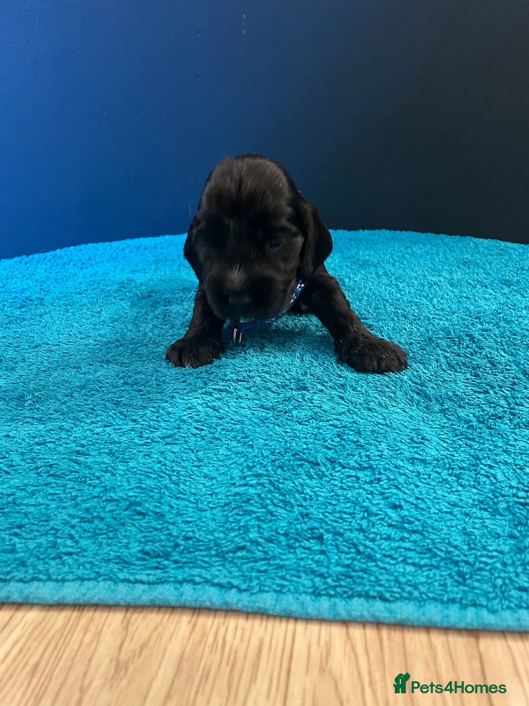 Cocker Spaniel dogs for sale: Cocker spaniel puppies  - Image 8