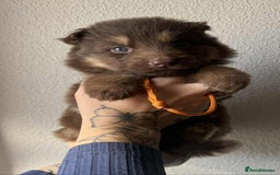 German Shepherd dogs for sale: Beautiful straight back German Shepherds  - Image 17