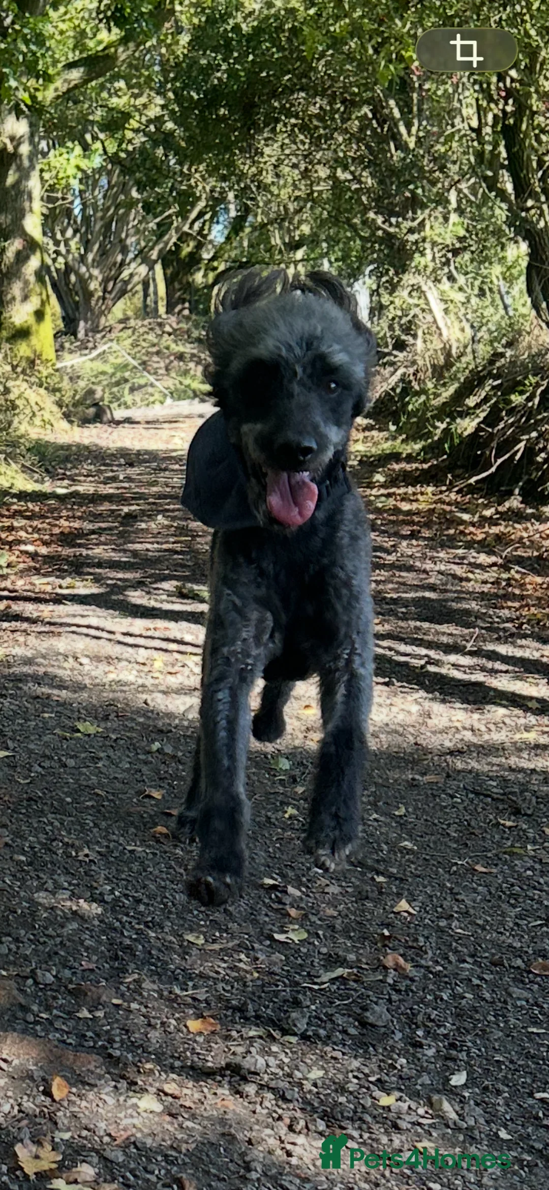 Labradoodle dogs for sale: Labradoodle rehome - Advert 4