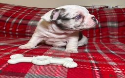 French Bulldog dogs for sale: QUALITY FRENCH BULLDOG PUPPIES - Advert 19