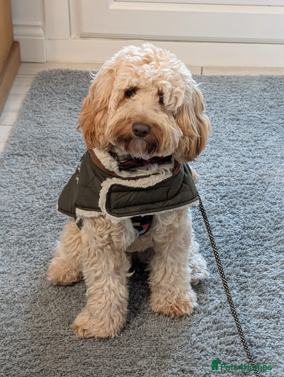 Cockapoo dogs for sale: Cockapooh  - Advert 5