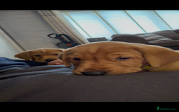 Labrador Retriever dogs for sale: Fox Red Labrador Puppies - Advert 15