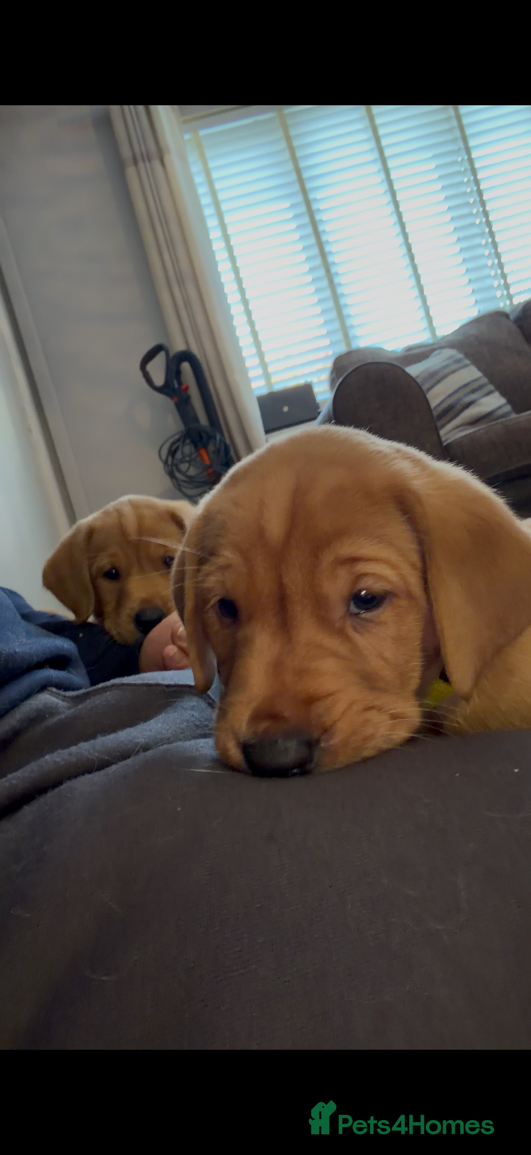 Labrador Retriever dogs for sale: Fox Red Labrador Puppies - Advert 15