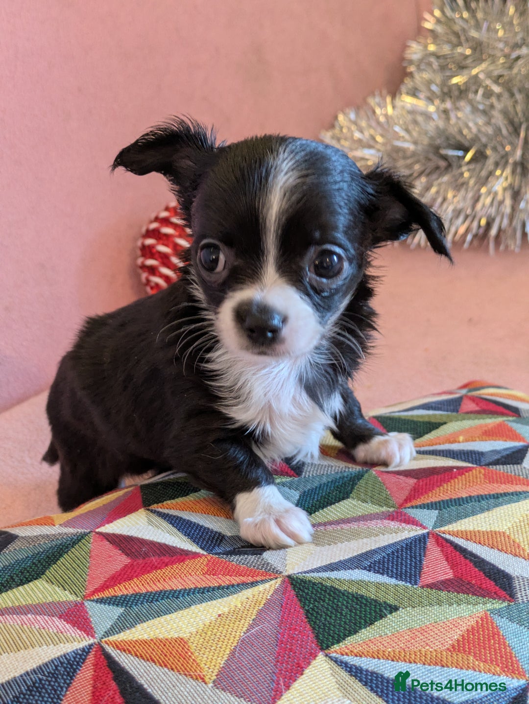 Chihuahua dogs for sale: Rare colour and tiny pedigree Chihuahuas  - Advert 17