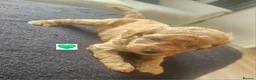 Schnoodle dogs for sale: 🐶 F2 Schnoodles looking for their loving Homes 🐶 in Romford - Advert 19