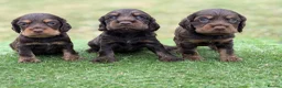 Cocker Spaniel dogs for sale: ⭐️stunning show type cocker spaniel puppies⭐️ - Advert 3