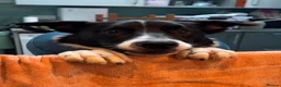 Border Collie dogs for adoption: Merlin - Adopt a Collie in Cheddar - Advert 5