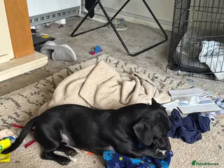 Mixed Breed dogs Puppy - Advert 1