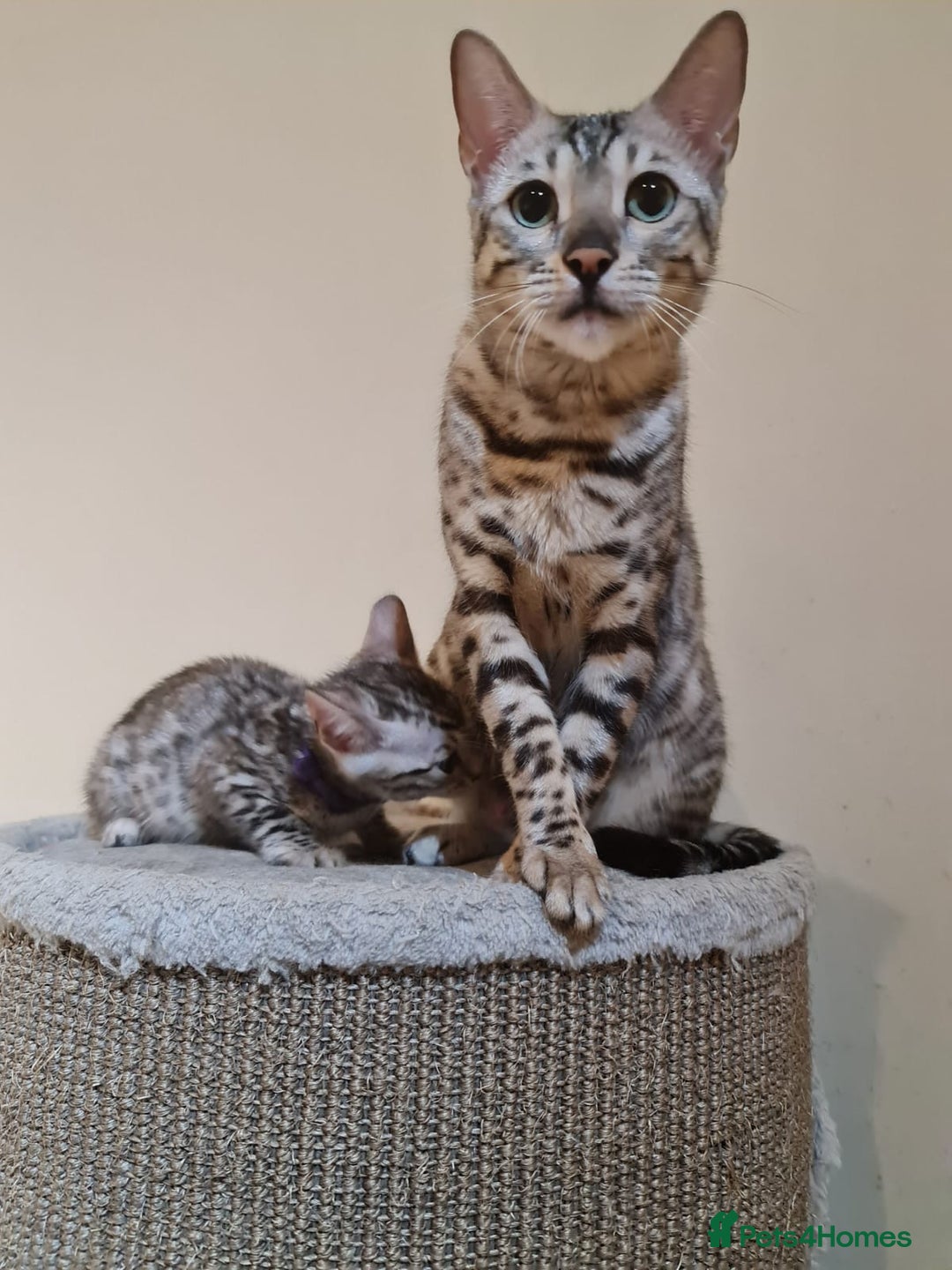 Bengal cats for sale: Well socialised kittens & retired breeding females - Advert 31