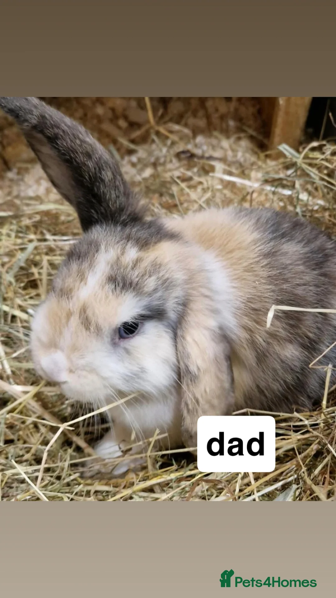 Mini Lop rabbits for sale: 3mini lop bunnies  - Advert 2