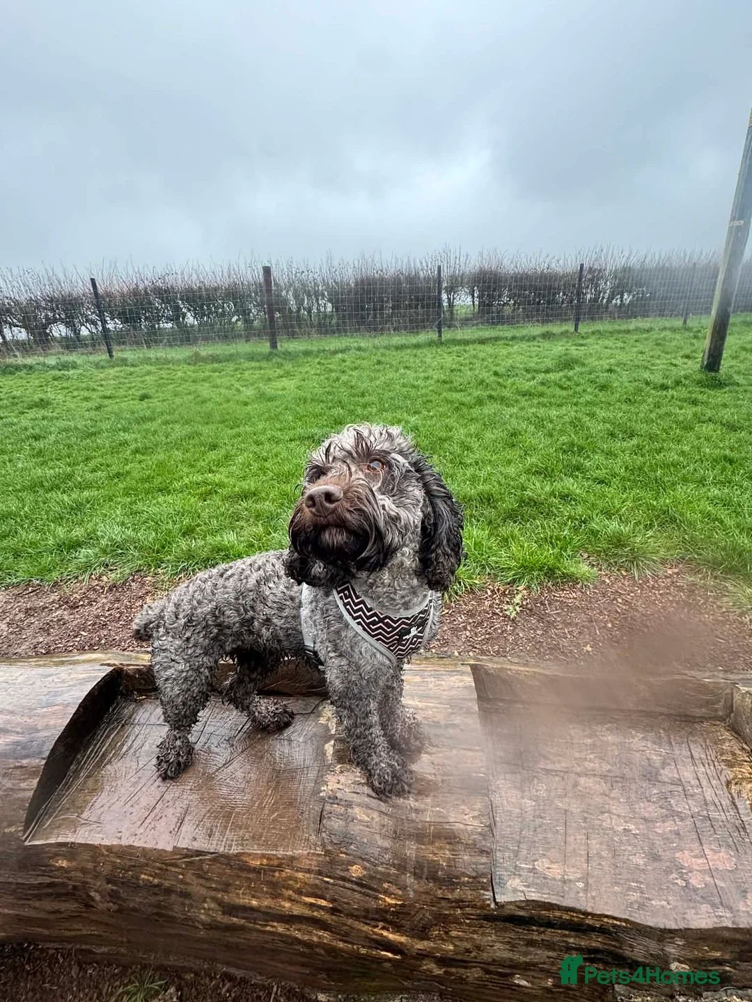 Cockapoo dogs for sale: 🌟 APRIL RAINBOW LITTER ANNOUNCEMENT 🌟 - Advert 1