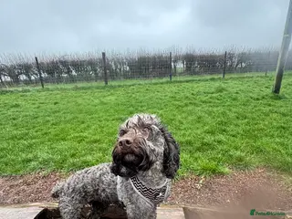 Cockapoo dogs 🌟 APRIL RAINBOW LITTER ANNOUNCEMENT 🌟 - Advert 5