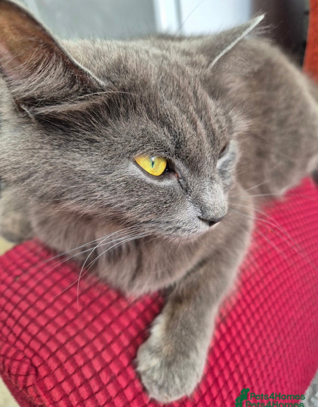 British Longhair cats for sale: 4 month old kitten for rehoming  - Image 9