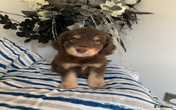 Cockapoo dogs for sale: Cockapoo puppies F1/F1b. Health tested ready soon  - Image 1