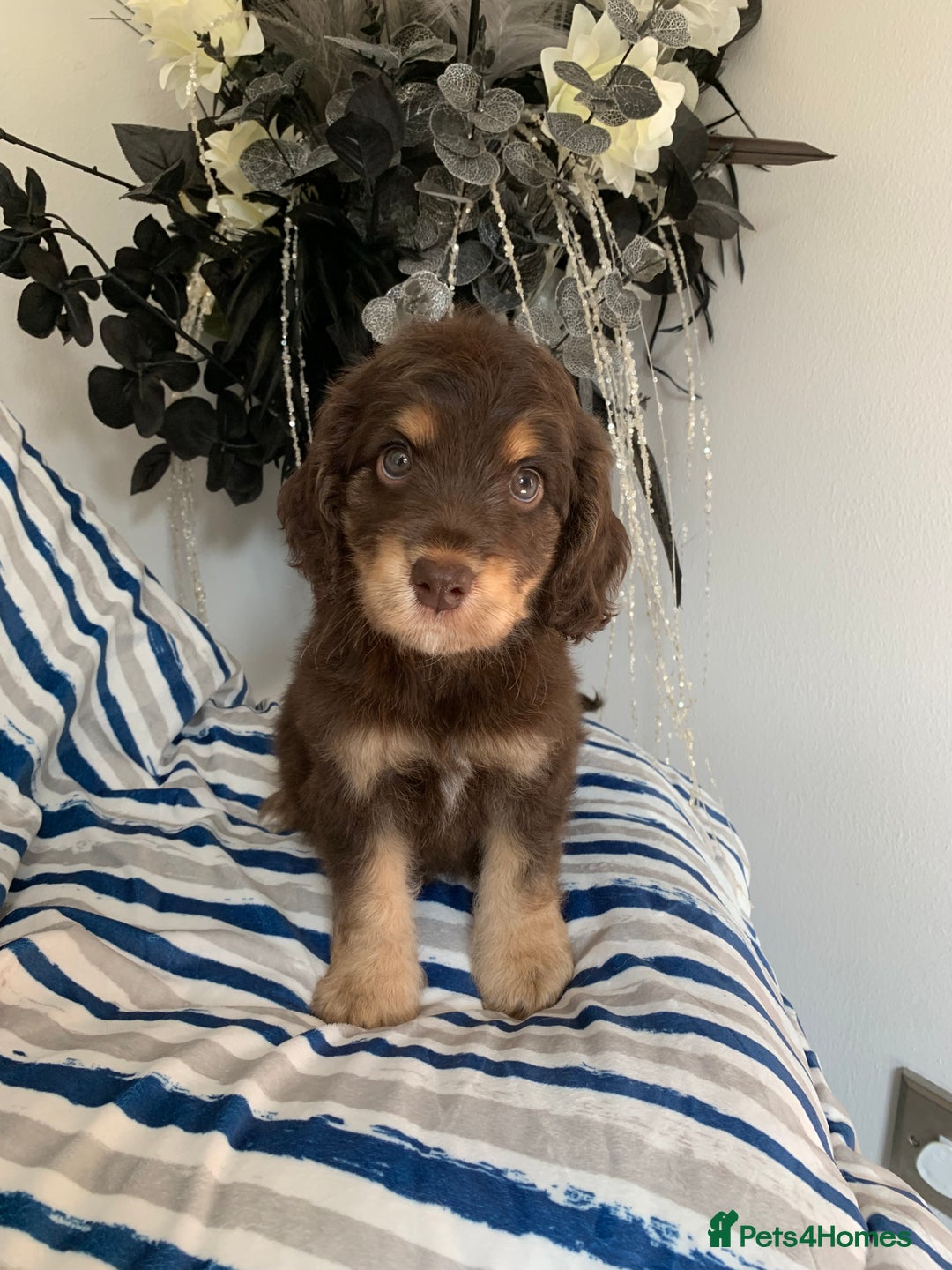 Cockapoo dogs for sale: Cockapoo puppies F1/F1b. Health tested ready soon  - Image 1