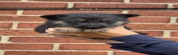 German Shepherd dogs for sale: Short haired German shepherds  - Advert 8