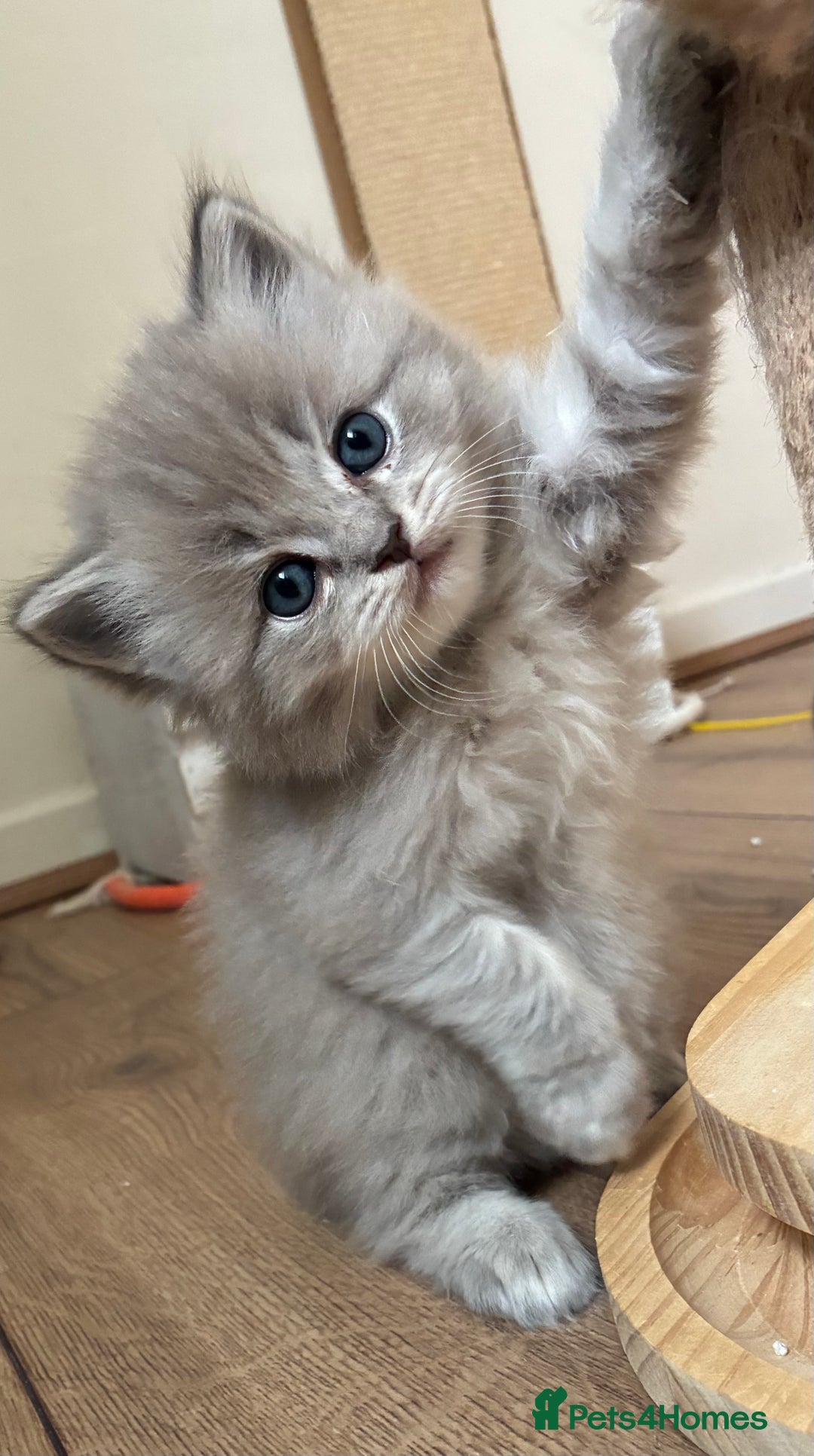 Ragdoll cats for sale: Registered Sepia ragdolls (cherubim's)  - Advert 5