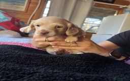 Dachshund dogs for sale:  Cream long haired miniature Dachshund - Image 11