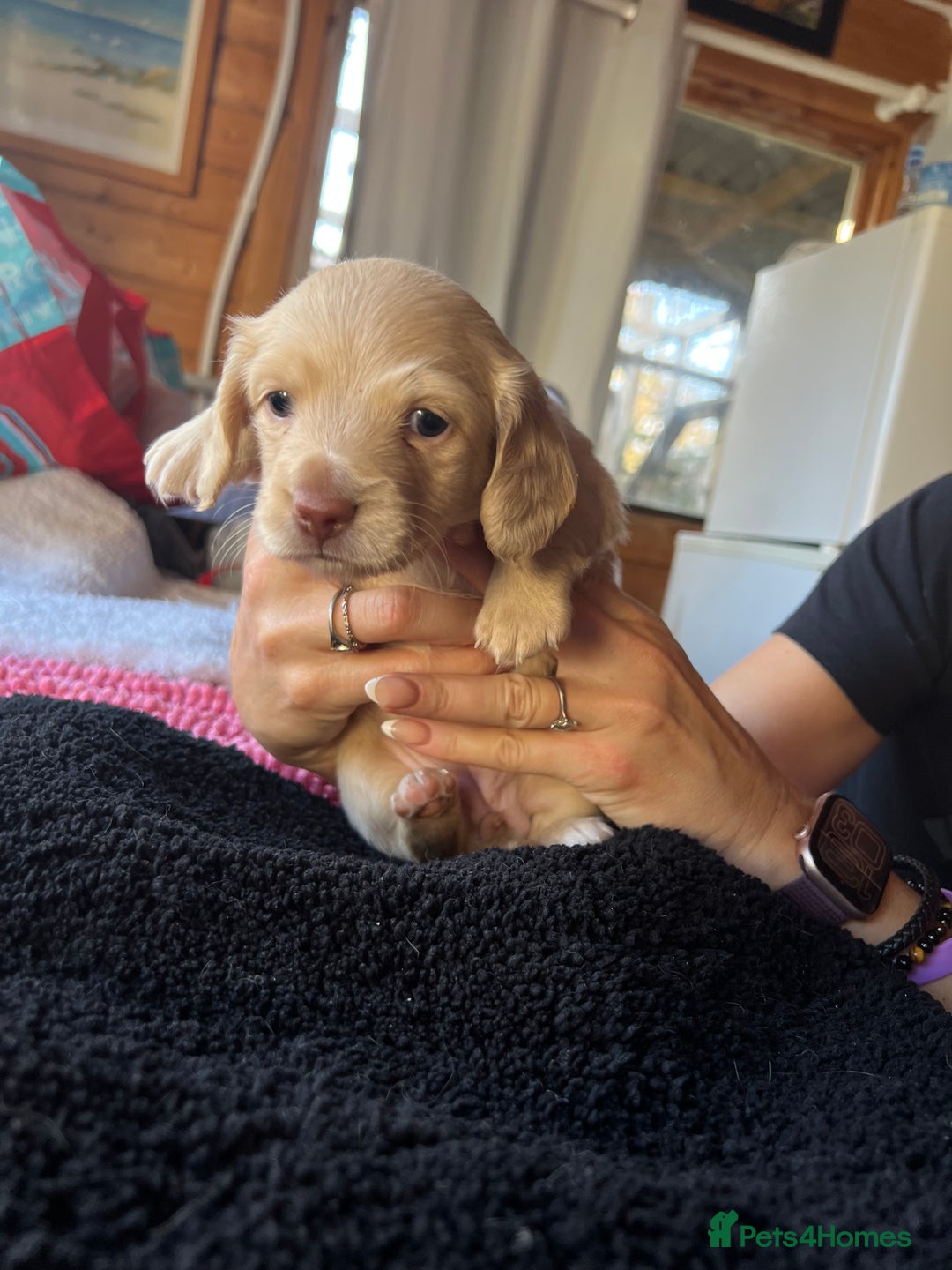 Dachshund dogs for sale:  Cream long haired miniature Dachshund - Image 11