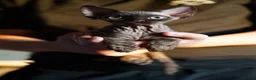 Devon Rex cats for sale: 🤎 Chocolate Devon Rex Boy Umber 🤎 - Advert 2