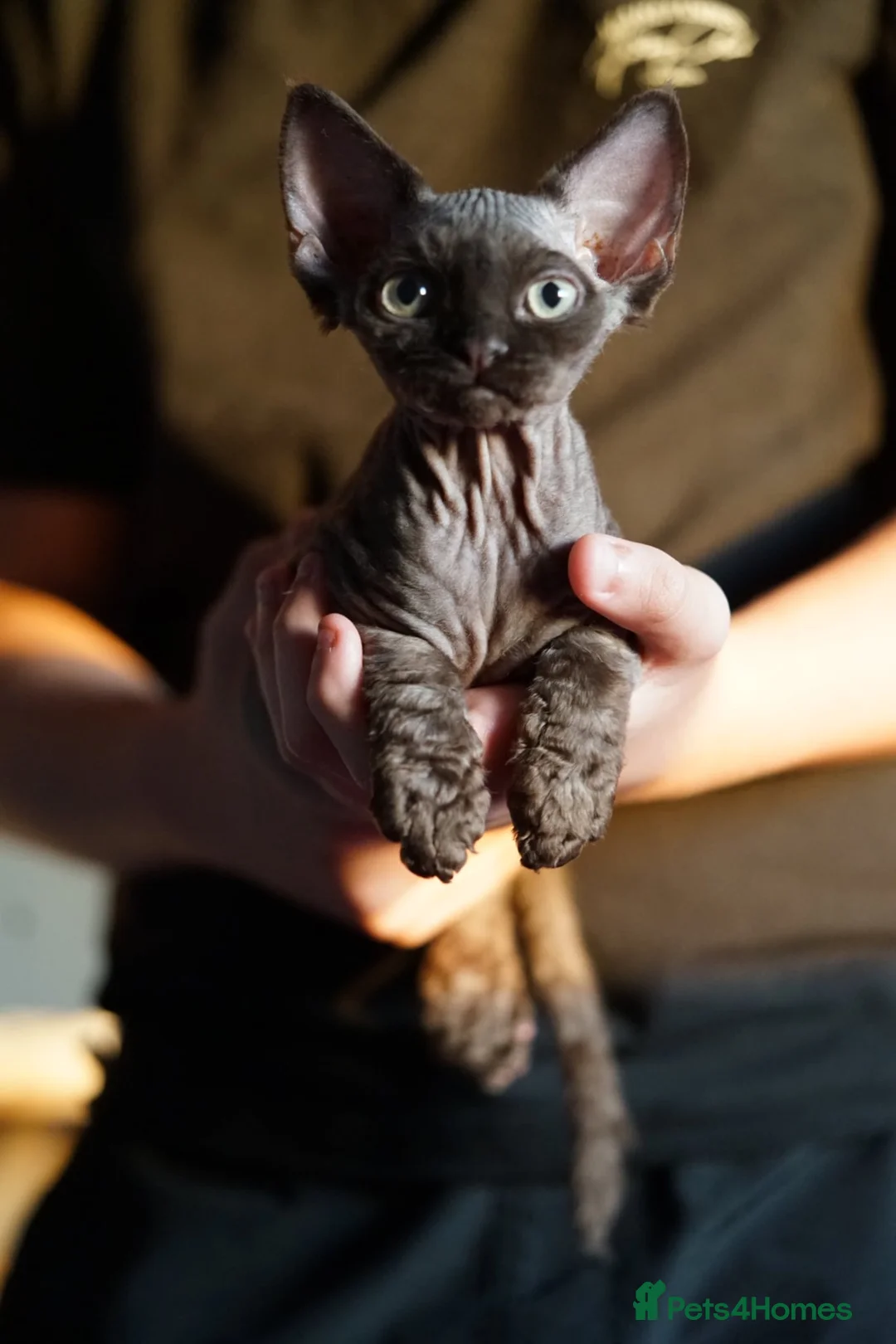 Devon Rex cats for sale: 🤎 Chocolate Devon Rex Boy Umber 🤎 - Advert 2