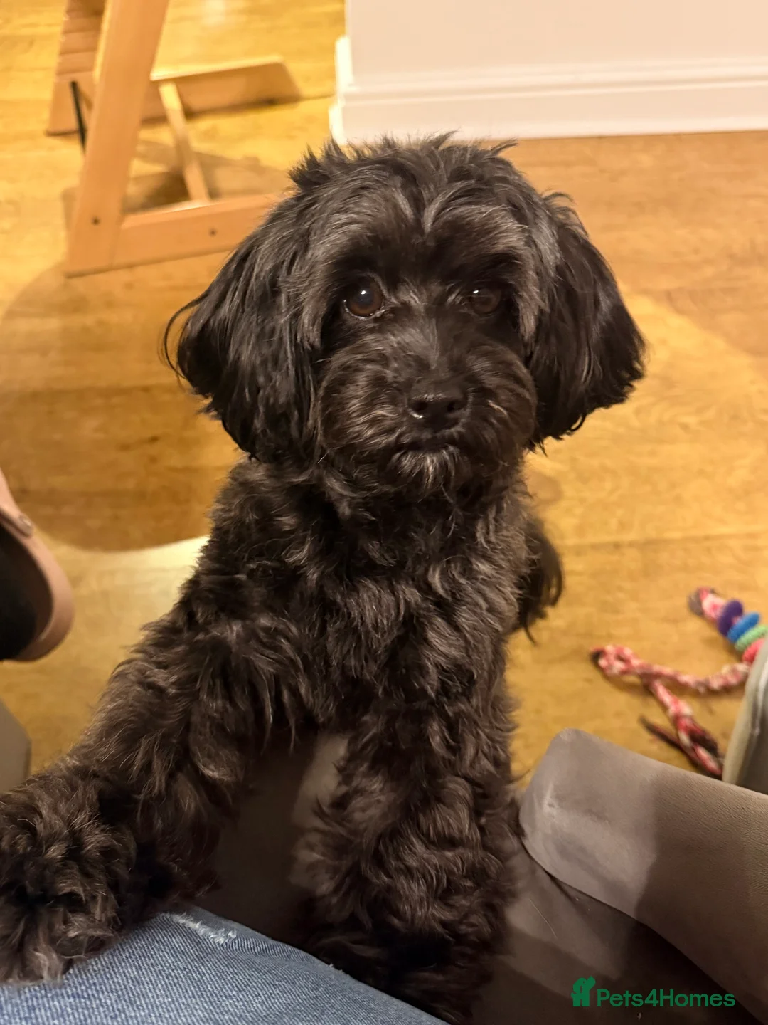 Lhasapoo dogs for sale: Lhasapoo pups (doodles) F1b  - Advert 14