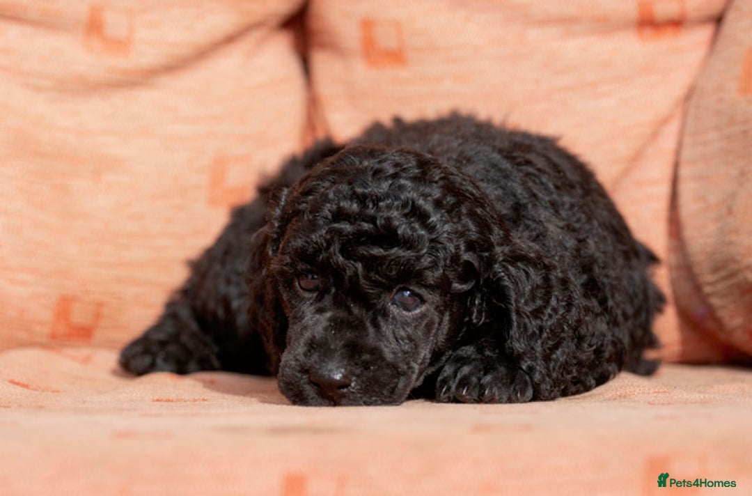 Miniature Poodle dogs for sale: Exquisite, DNA clear, puppies,  Slaves wanted! - Image 5