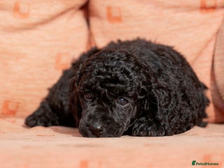 Miniature Poodle dogs - Advert 2