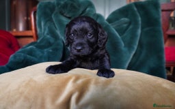 Mixed Breed dogs for sale: Schnockerpoo puppies - Advert 12