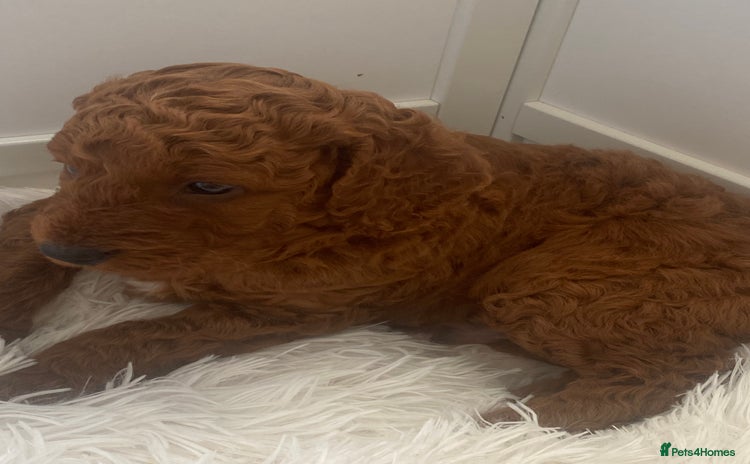 Labradoodle dogs - Advert 1
