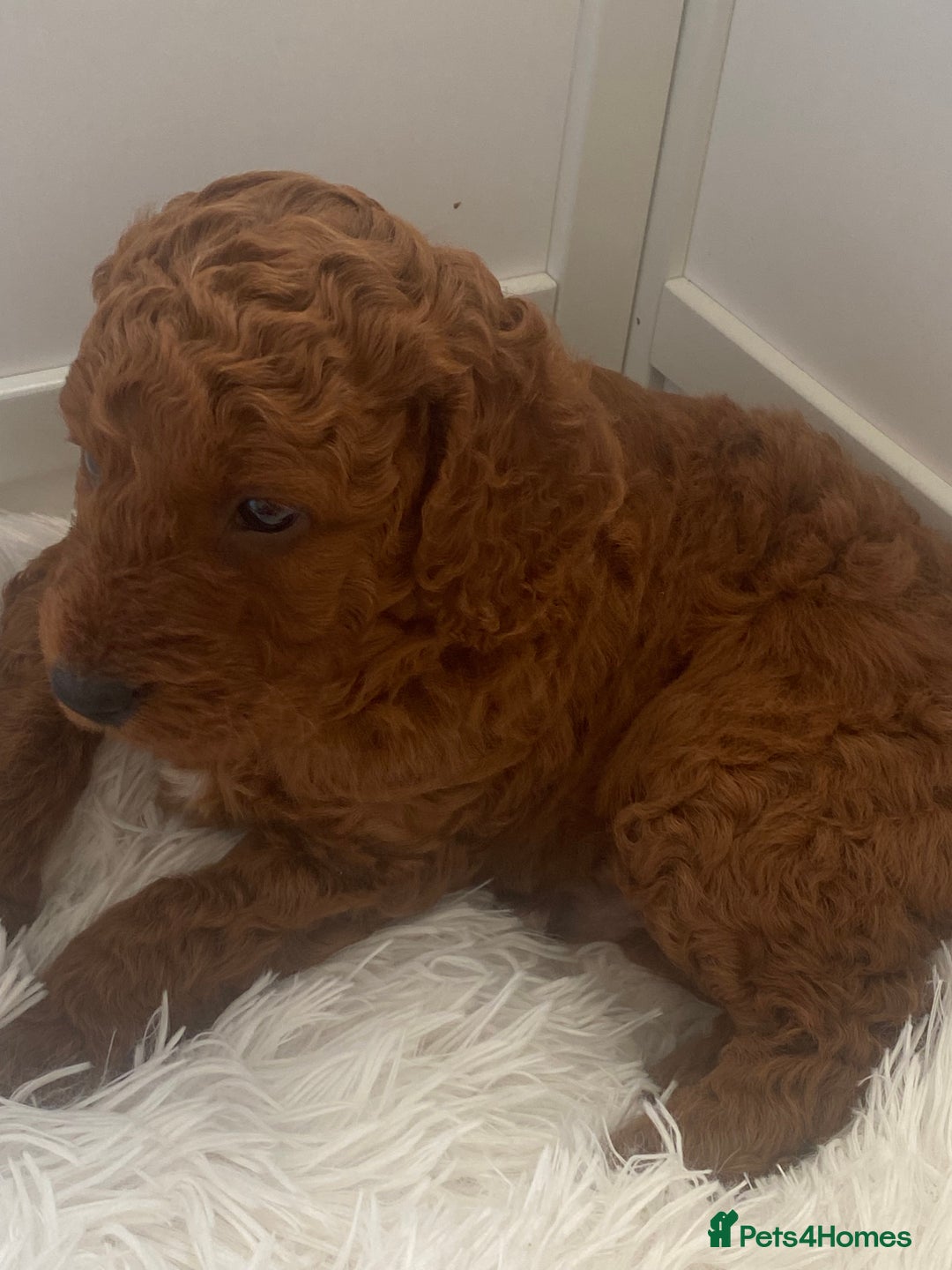 Labradoodle dogs for sale: Stunning red miniature labradoodle puppies - Image 9