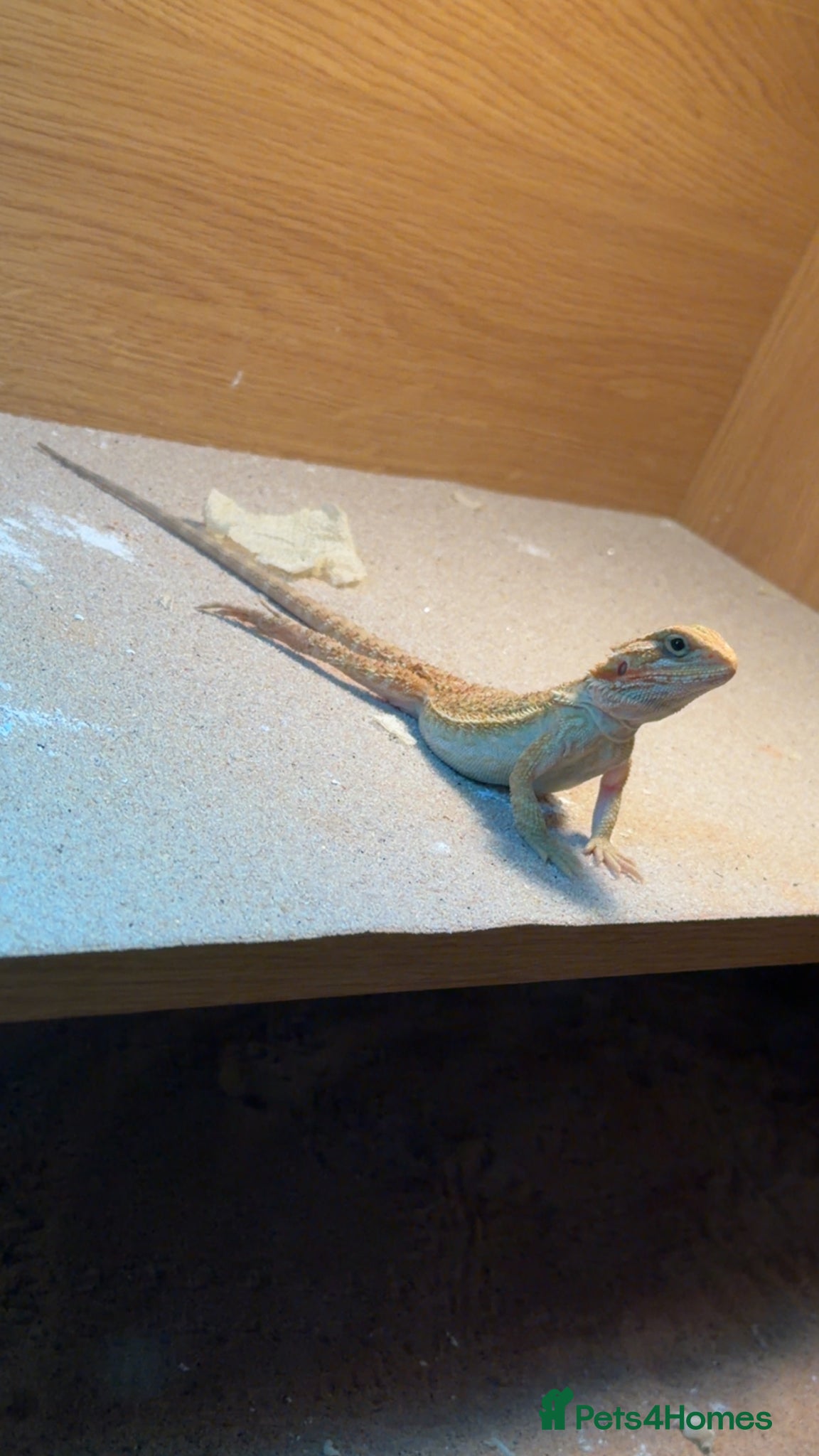 Bearded Dragon reptiles Young Bearded Dragon - Advert 6