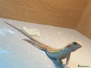 Bearded Dragon reptiles Young Bearded Dragon - Advert 2