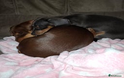 Miniature Dachshund dogs for sale: 2 miniature dachshund brothers different littters - Advert 7