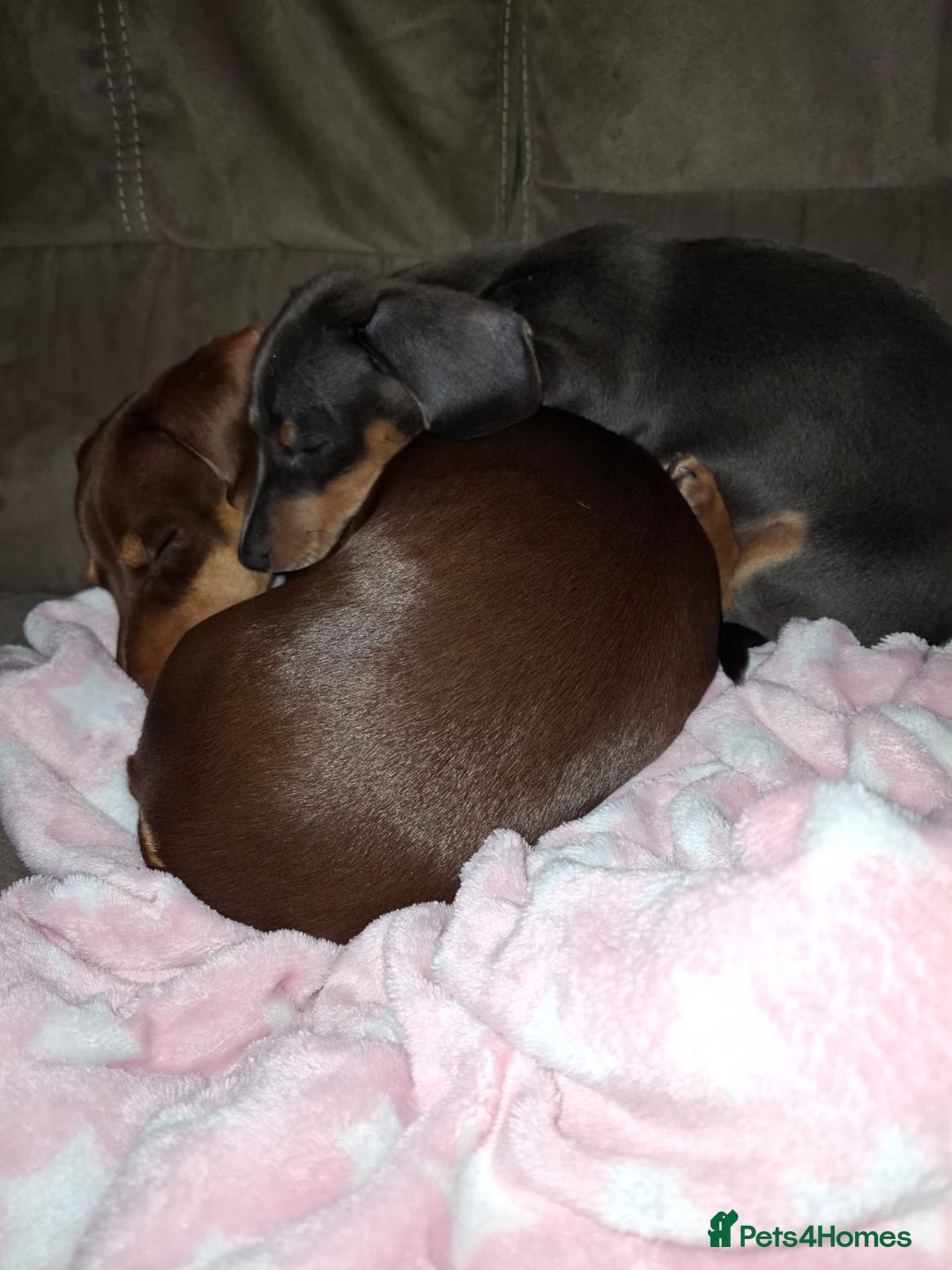 Miniature Dachshund dogs for sale: 2 miniature dachshund brothers different littters - Advert 7