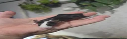 Mouse rodents for sale: Female mice various colours (READ AD) - Advert 3