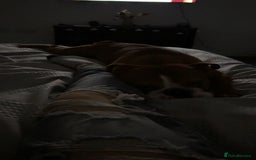 English Bulldog dogs for sale: Winston  - Image 2