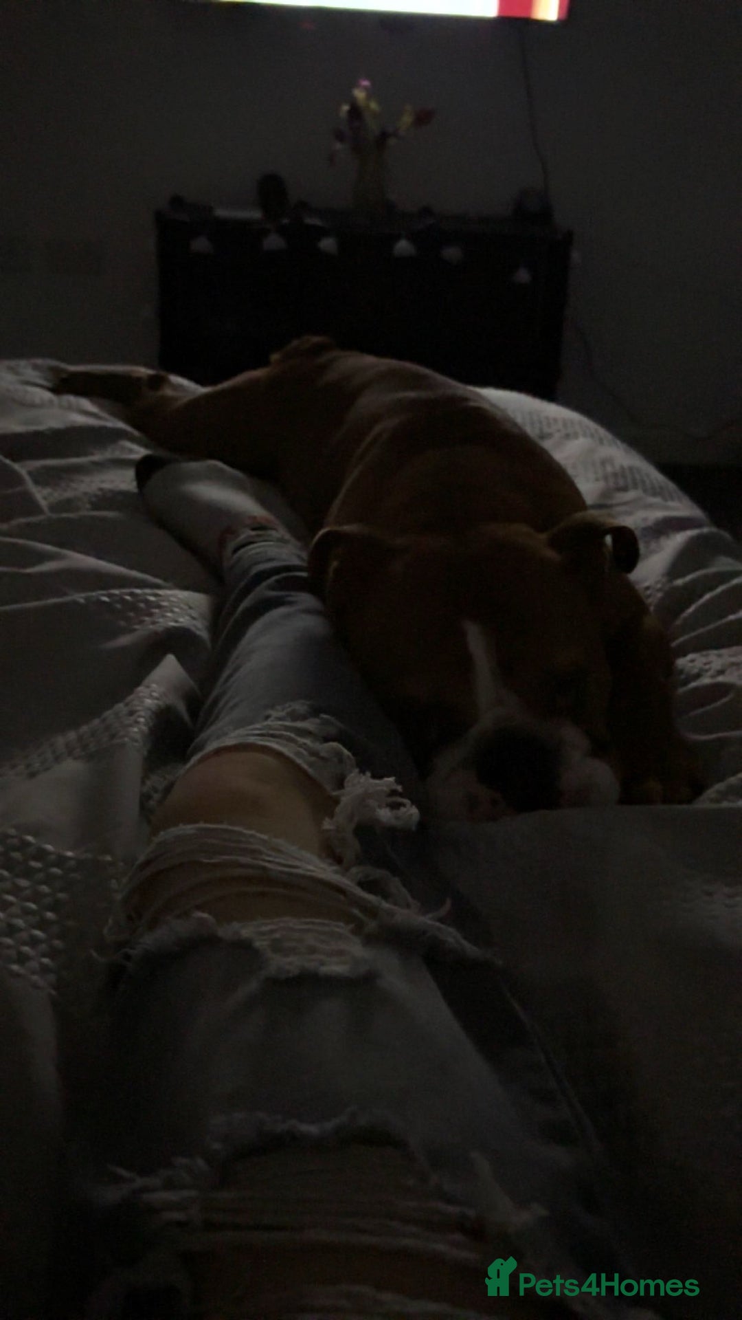 English Bulldog dogs for sale: Winston  - Image 2