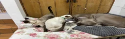 Weimaraner dogs for sale: Waiting list open  - Advert 5